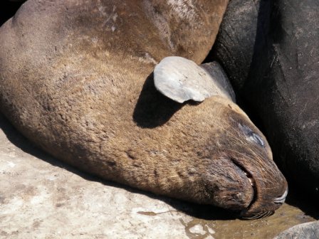 Lobos marinos Mar del Plata