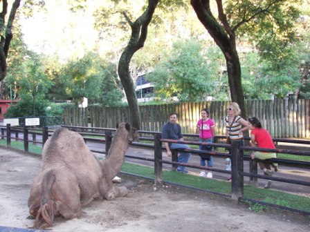 Dromedario Zoo
