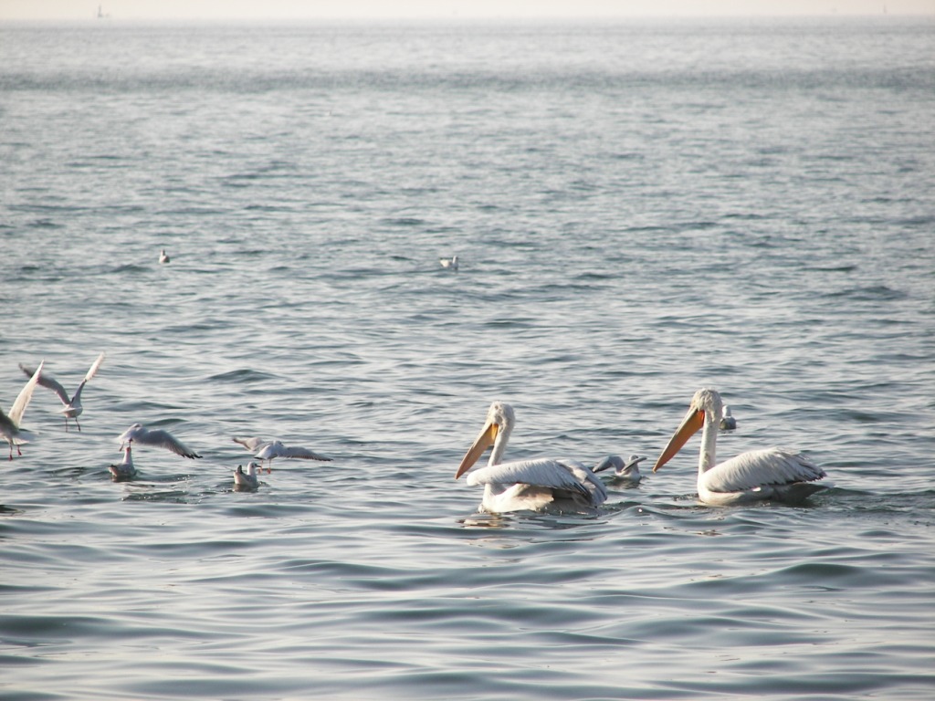 Pelícanos