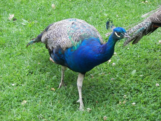 Pavo real India