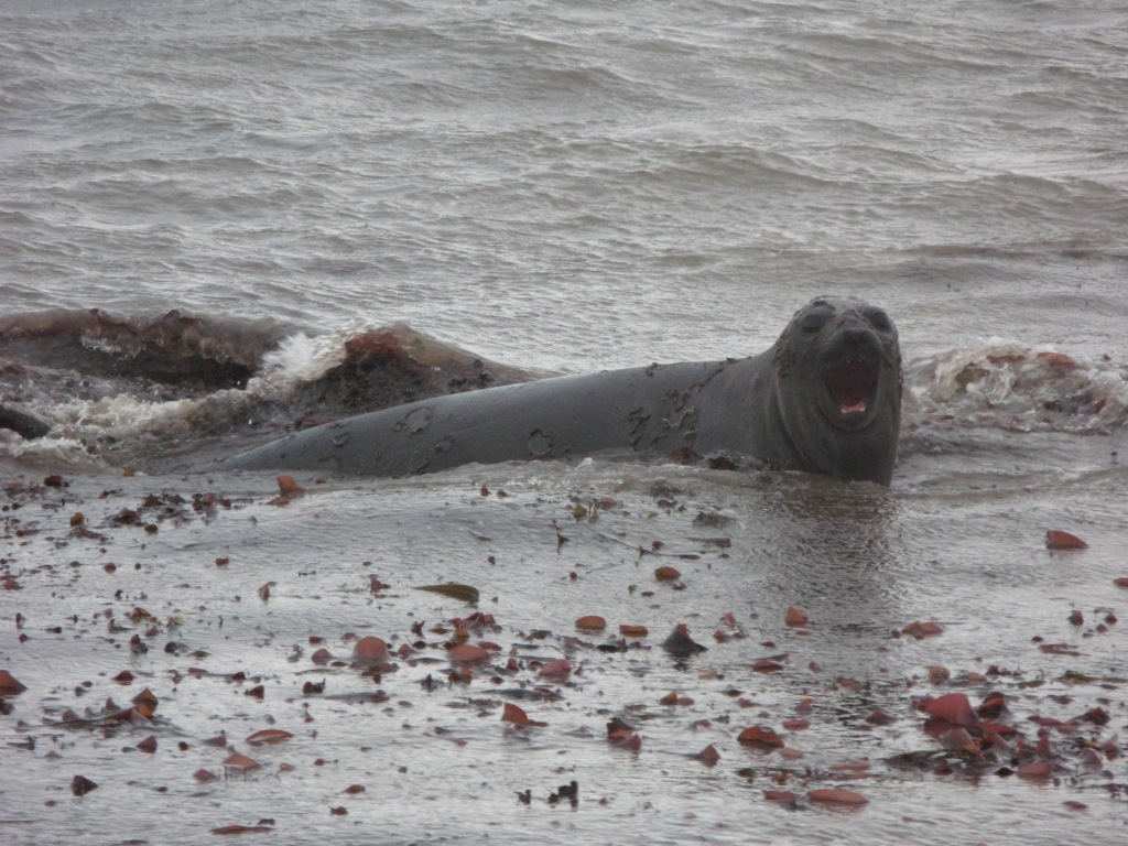 Elefante marino nadando