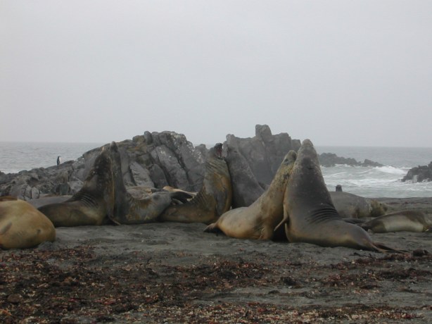 Elefantes marinos peleándose
