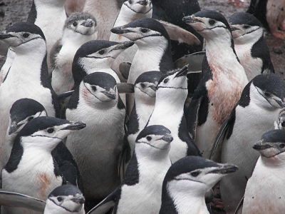 Pingüino de Barbijo