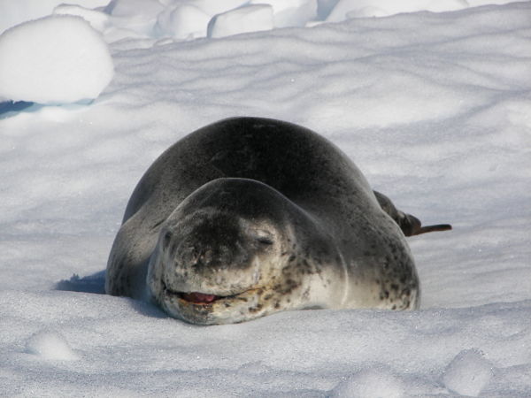 foca leopardo antártida