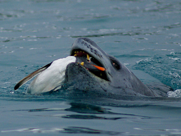 Foca Leopardo Antartida