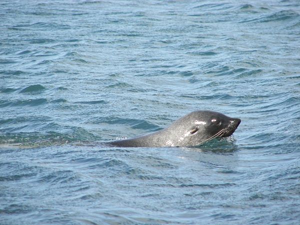 lobo marino antartida