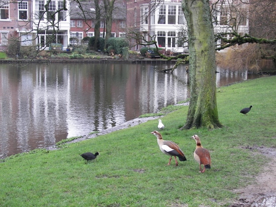 Vondelpark aves