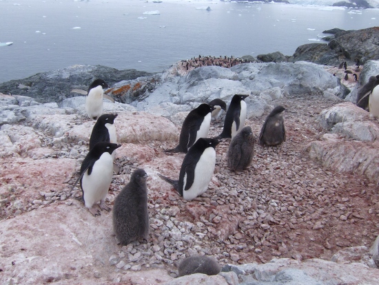 Pingüinos de Adelia