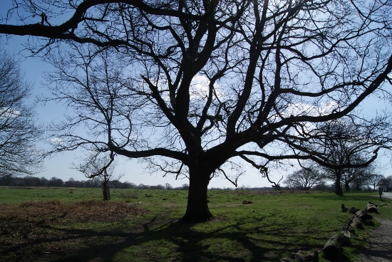 Richmond Park Londres
