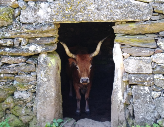  Branda de Santo António