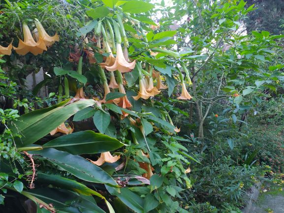 Fundación Sales Vigo