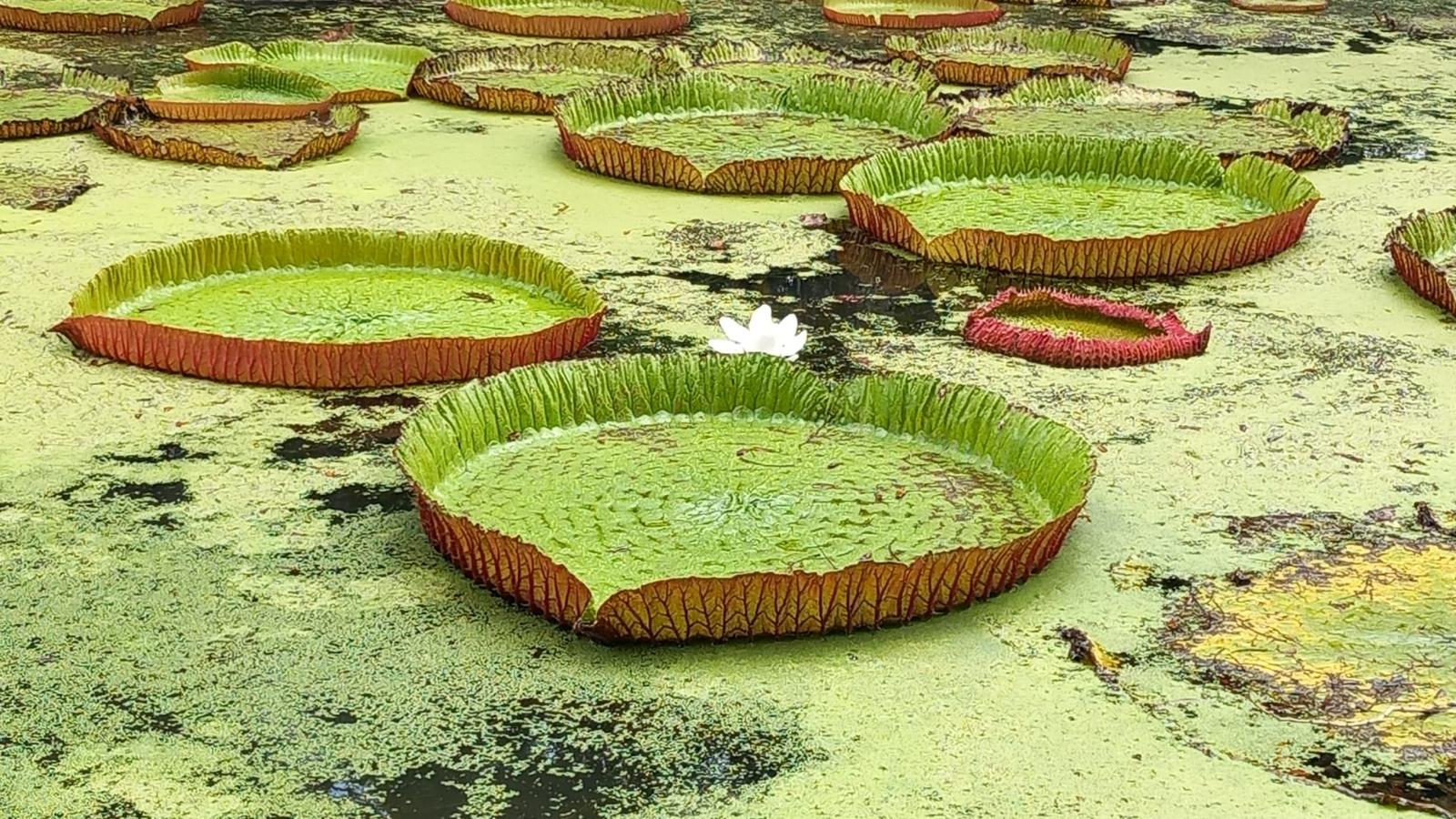 Jardín Botánico de Pamplemousses