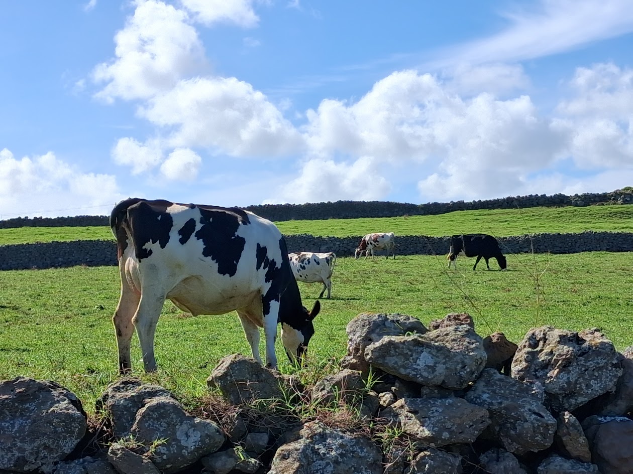 Ganado vacuno en la isla de Terceira
